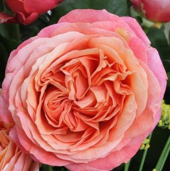 Роза божуреста розово-оранжева - на гол корен...