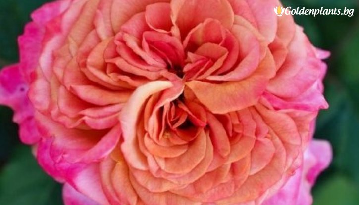 Снимка Роза преливащо розова - на гол корен