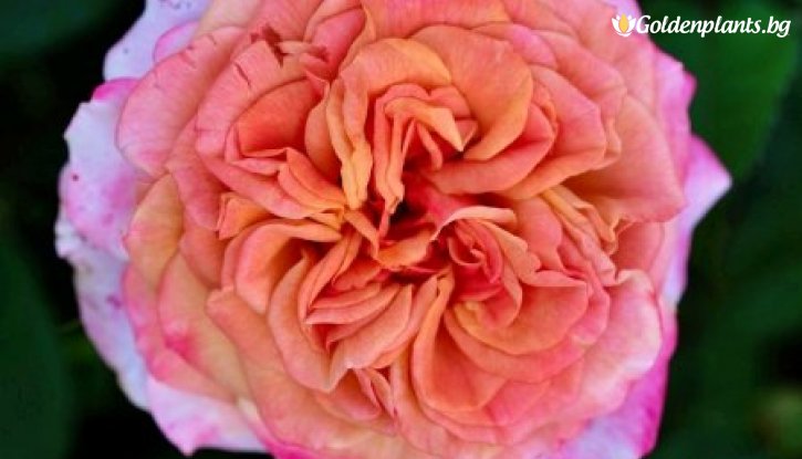 Снимка Роза преливащо розова - на гол корен
