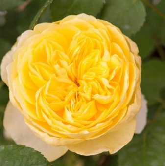 Роза божуреста жълта - на гол корен