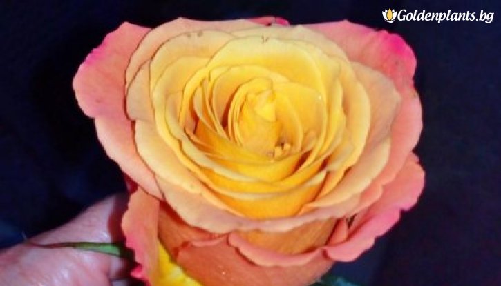 Снимка Роза едроцветна жълто с оранжево - на гол корен