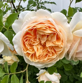 Роза, постоянноцъфтяща с едър кайсиево-оранжев цвят, ароматна..