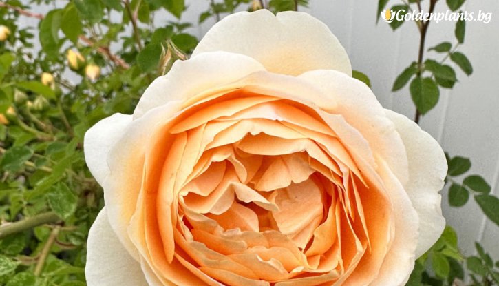 Снимка Роза, постоянноцъфтяща с едър кайсиево-оранжев цвят, ароматна