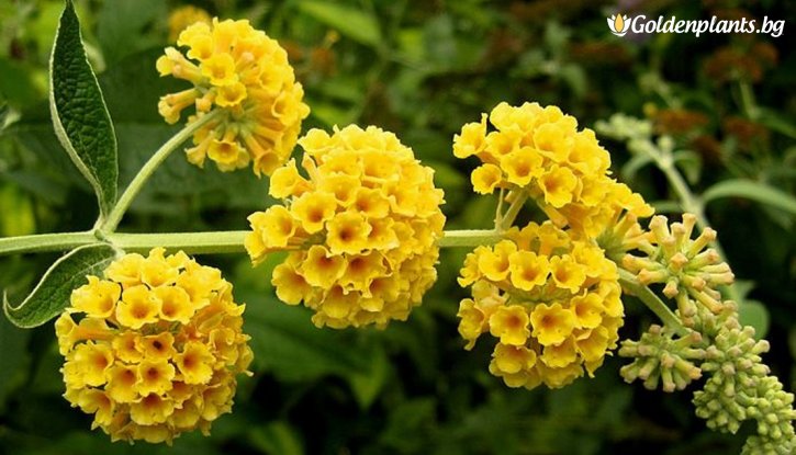 Снимка Будлея жълта / Buddleja yellow
