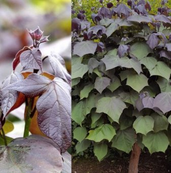 Пурпурна Каталпа / Catalpa erubescens Purpurea